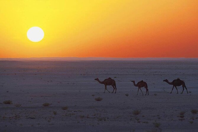 Desert Safari in Empty Quarter With Dune Bashing - Reviews and Ratings