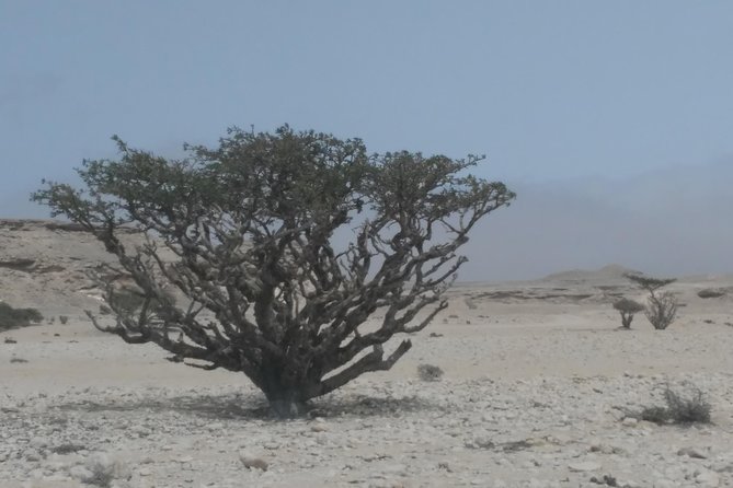 Desert Safari in the Rub Al Khali - Booking Process