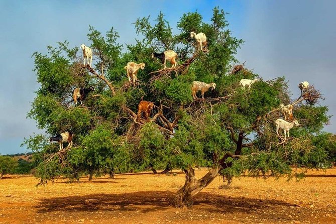 Desert Tour From Agadir 4 Days and 3 Nights - Booking Process