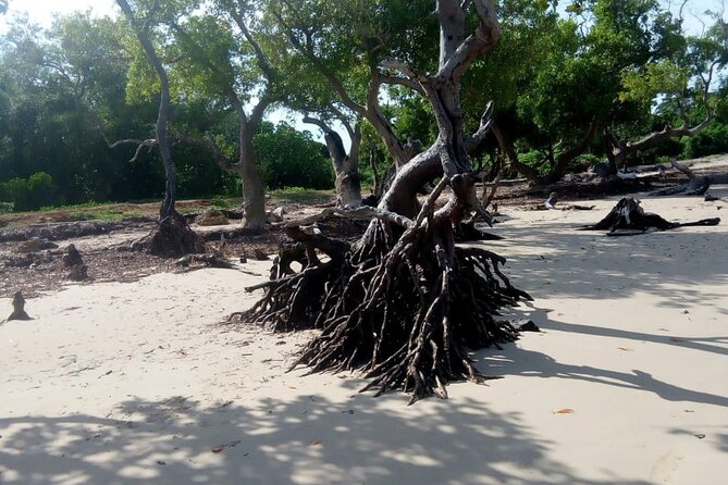 Dhow Sailing at Funzi Kinazini. - Frequently Asked Questions