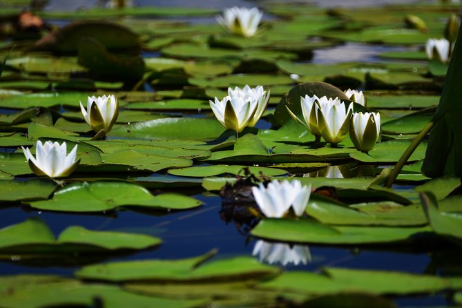 Discover Danube Delta From Bucharest - Private Tour for 5 Days - Weather Considerations