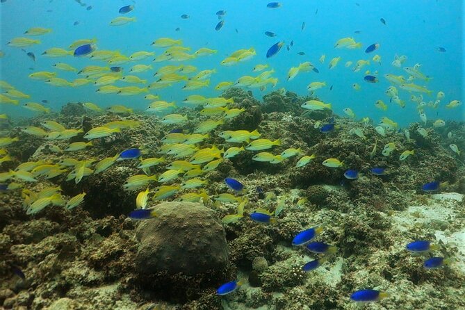 Discover Scuba Diving in Mauritius - Frequently Asked Questions