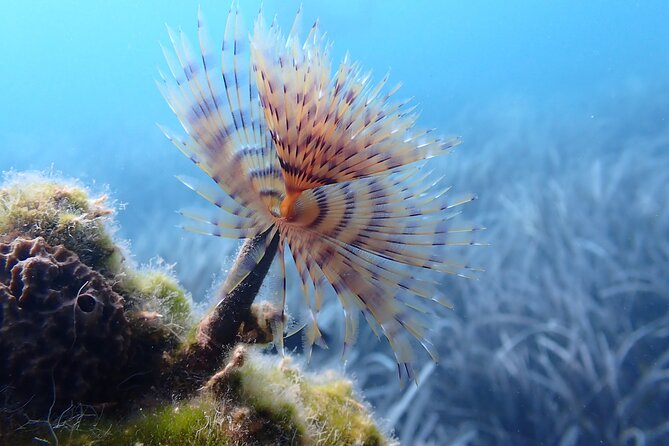 Discover Scuba Diving in Santorini - Getting There