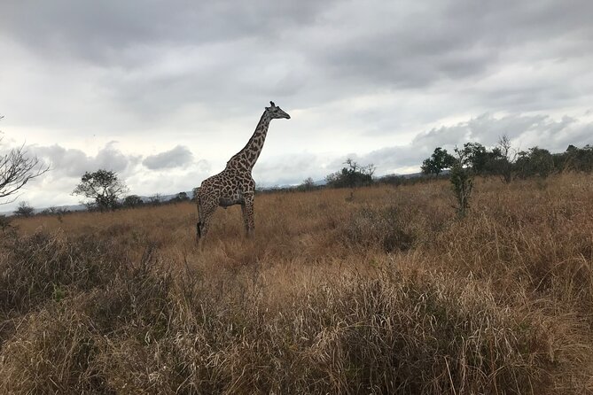 Discover the Beauty of Day Safari to Selous Game Reserve - Expert Guided Tours