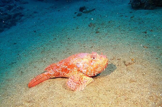 Diving Experience in Polignano a Mare With Certification - End Point
