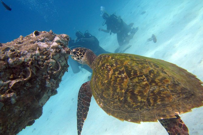 Diving Tour for Certified Divers From Koh Samui - Reviews and Pricing
