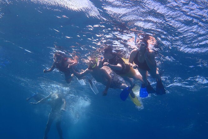 Dolphin House, Amazing Trip With Snorkeling and Dolphin Watching - Confirmation and Cancellation
