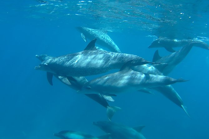 Dolphin House Royal Sea Trip Luxury Boat With Transfer - Hurghada - Frequently Asked Questions