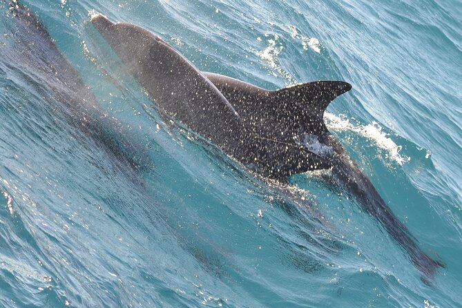 Dolphin House Sea Trip - HURGHADA VIP - Meeting and Pickup Details
