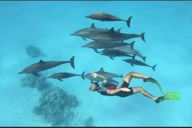 Dolphin House Snorkel and Water Fun Activity With Lunch-Hurghada - Activity Overview