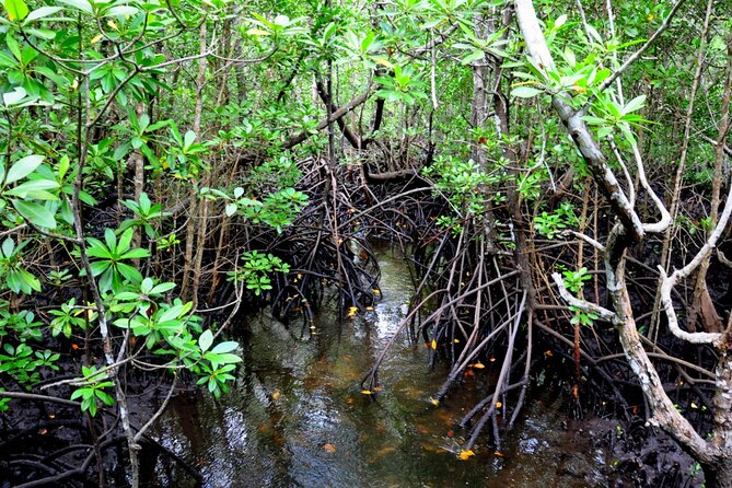 Dolphin & Josani Forest Snorkel Sea Excursion - Zanzibar - Additional Details