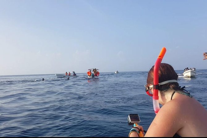 Dolphin Tour and Jozani Forest - What to Expect