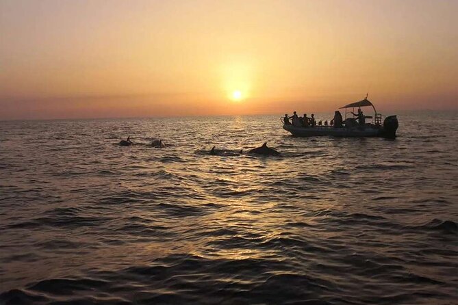 Dolphin Watching at Dawn in Alcúdia - Meeting Point and Departure Details