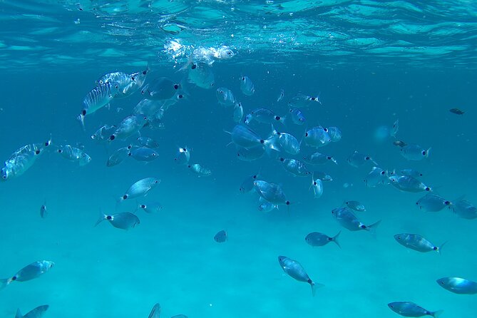 Dolphin Watching Excursion by Dinghy - Excursion Overview