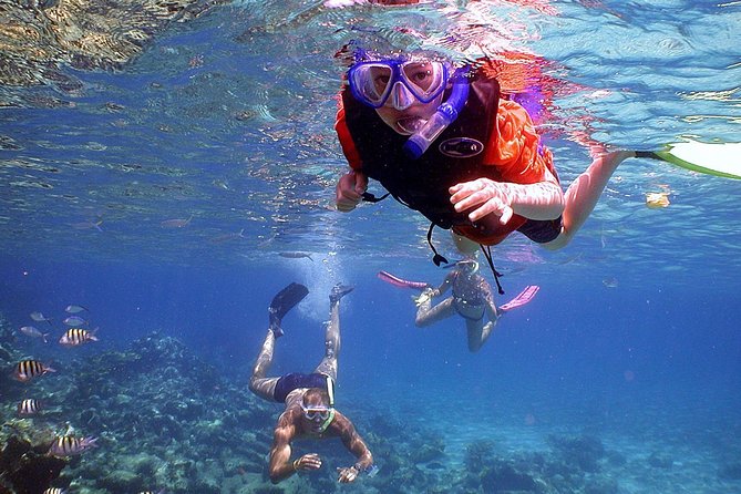 Dolphin Watching & Snorkeling - Customer Reviews