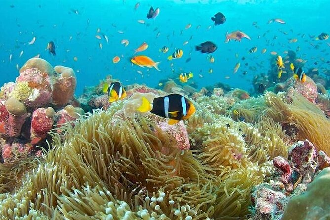 Dolphins and Snorkeling at Mnemba Island Reef - Snacks Included - Review Summary
