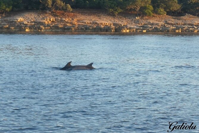 Dolphins and Sunset Tour in Fažana-Croatia - Price and Cancellation Policy