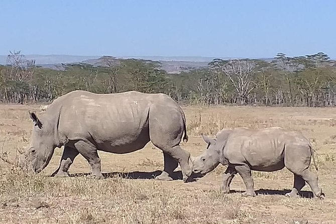 Early Morning Group Joining Mini Safari To Nairobi National Park - Meeting and Pickup