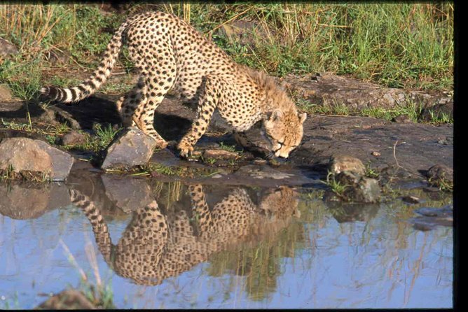 Early Morning Half Day Mini Safari To Nairobi National Park - The Sum Up