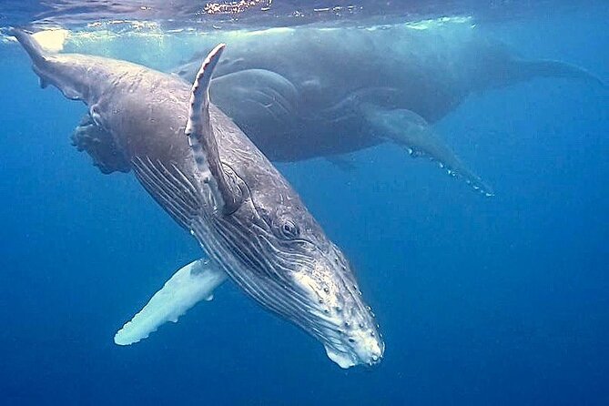 Eco-friendly Dolphin Watching Tour in Mauritius - The Sum Up