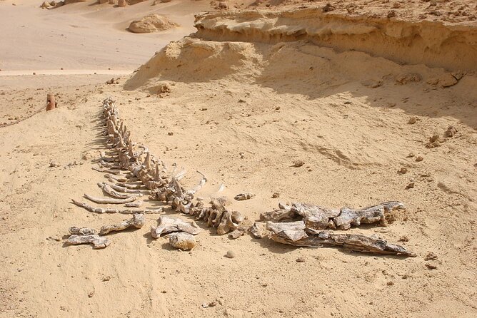 El Fayoum Private Day or Night Tour From Cairo - Itinerary