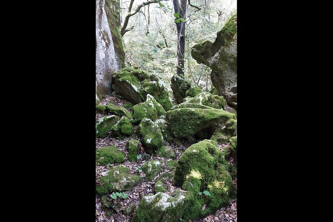 Enchanted Forest Hike and Wine Tasting Private Tour - Frequently Asked Questions