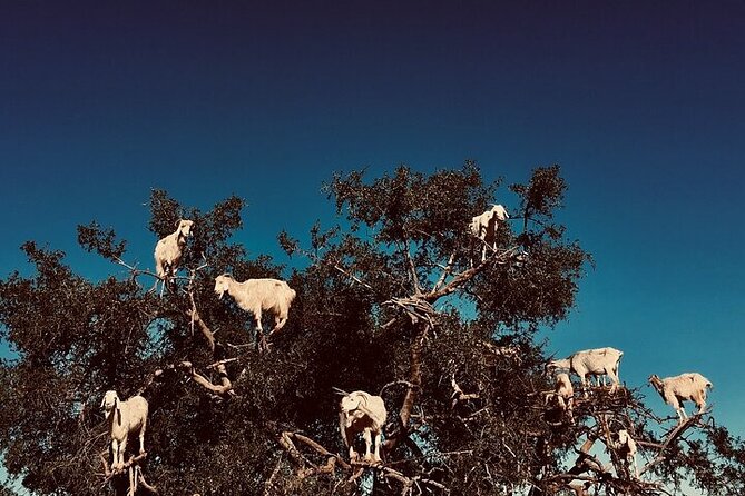 Essaouira Full Day Trip - Must-Have Essentials for the Day