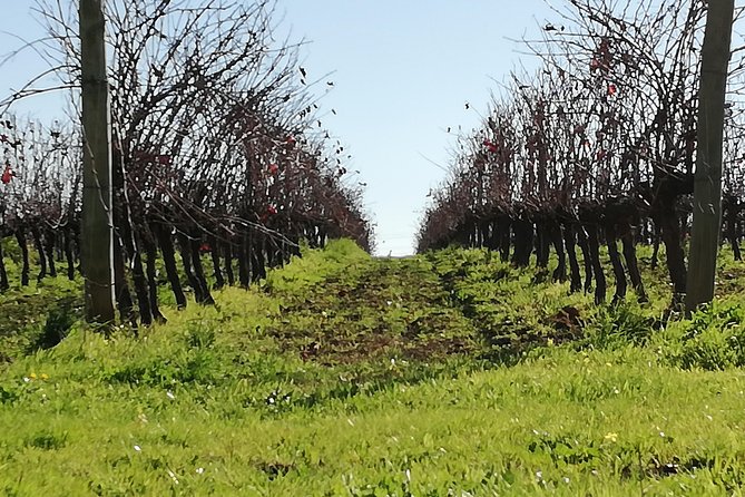 Évora and Monsaraz Private Tour From Lisbon - The Sum Up