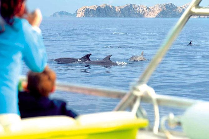 Experience a Sunrise With Dolphins - How to Book the Sunrise Dolphin Watching Tour