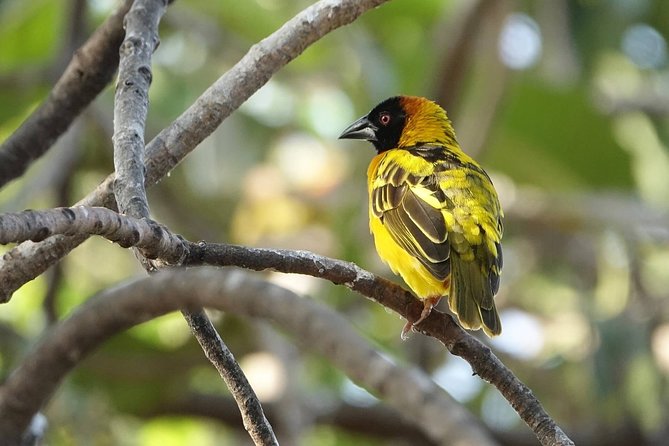 Experience Chimpanzee Trekking in Budongo Forest - Tour Options and Inclusions