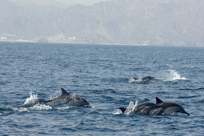 Experience Dolphin Watching and Snorkeling in Muscat - Booking Specifics