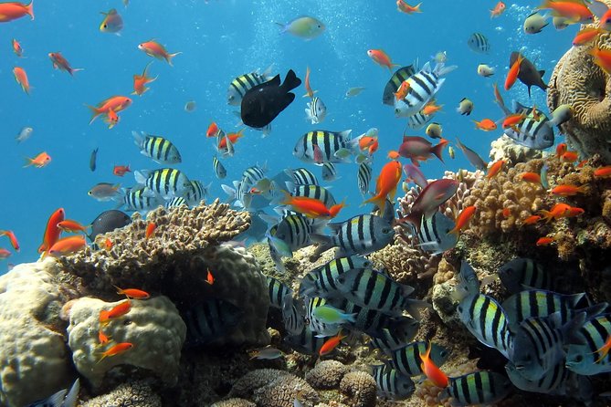 Exploring the Magnificent East of Mauritius: Full-Day Incl Blue Bay Marine Park - Booking Information