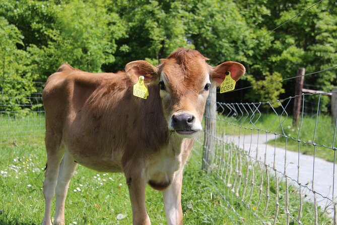Farm and Gardens Near Dublin City Centre - Farm Animals