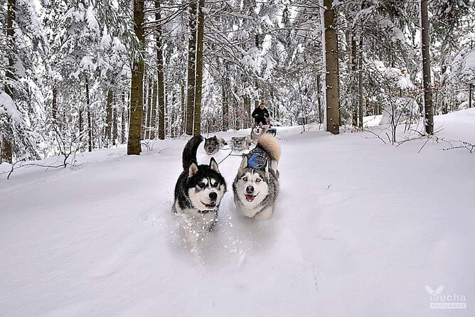 Feel the Magic of Winter With Thrilling Arctic Dog Sled Rides - Thrilling Sled Ride Expedition