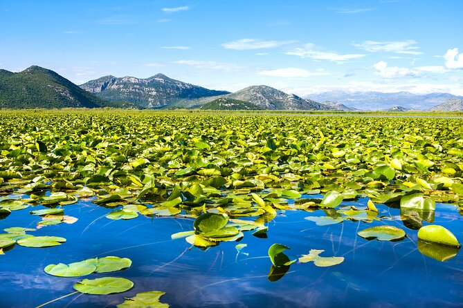 Finest Wines of Montenegro Private Tour With Lake Cruise - Meeting and Pickup