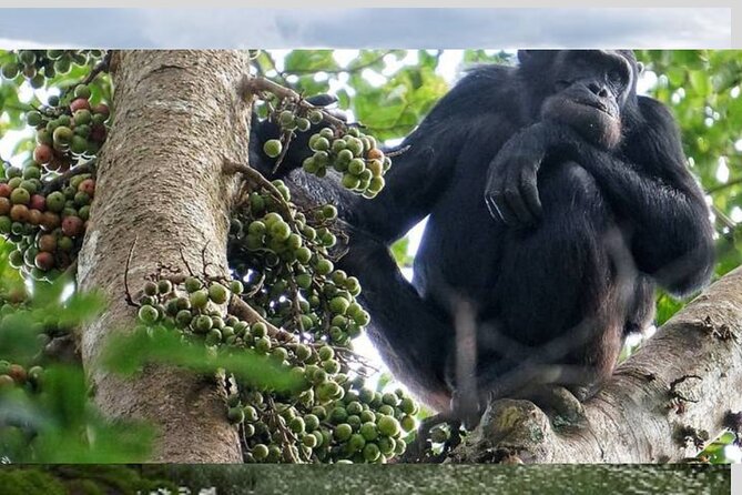 Five Day Highlights of Rwanda Tour - Day 4: Cultural Experience