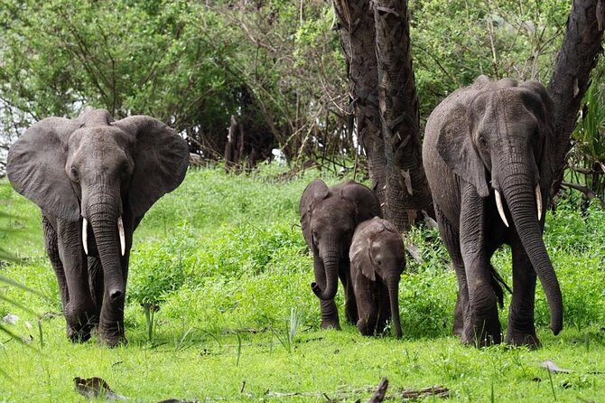 Flight Package Zanzibar to Nyerere National Park (Selous GR) 3 Days 2 Nights - Frequently Asked Questions