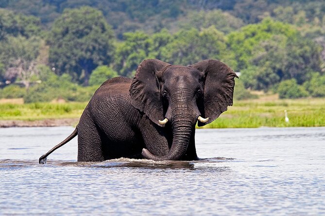 From Victoria Falls: a Full Day Chobe Safari With Lunch - Expectations and Group Size