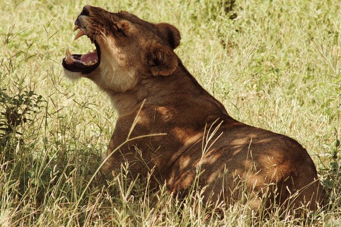 From Victoria Falls: Chobe National Park Small Group Tour - Tour Details