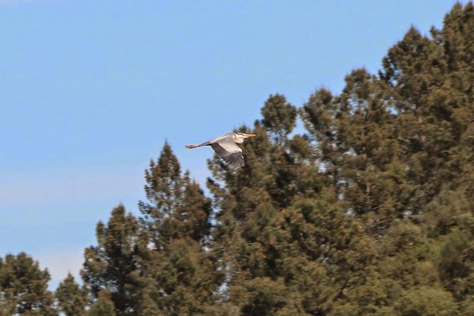 Full-Day Bird Watching Private Tour From Lisbon With Lunch - The Sum Up