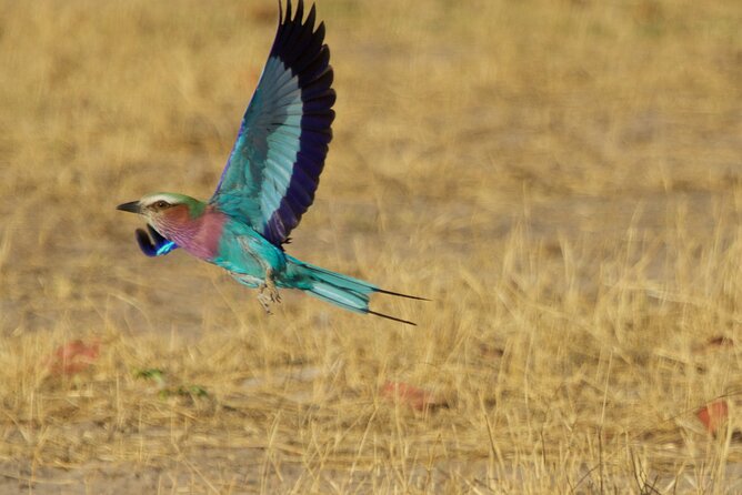 Full Day Birding Zambezi National Park Includes Picnic Lunch - The Sum Up