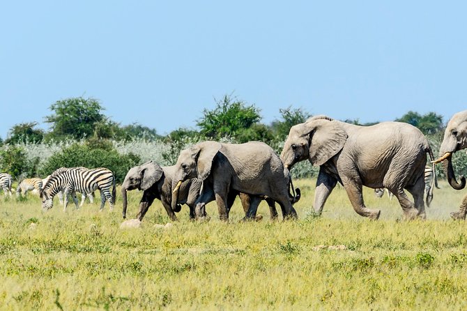 Full Day Chobe Game Drive, Guided Tour of Falls & 15 Mins Helicopter Flight - Customer Reviews