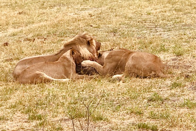 Full-Day Hwange National Park Tour From Victoria Falls - Traveler Feedback