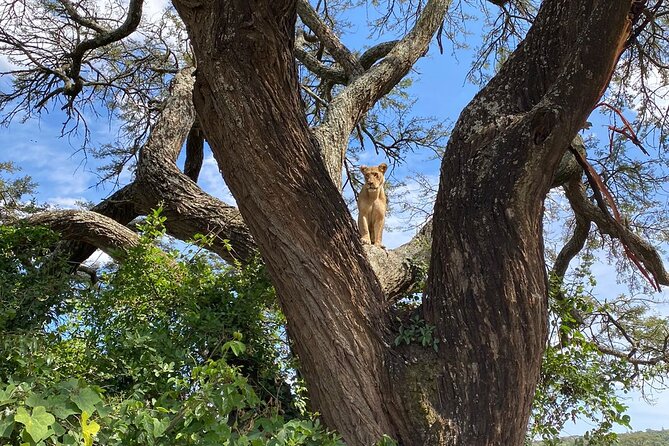 Full-Day Nairobi Circuit Private and Guided Tour - Meeting & Pickup