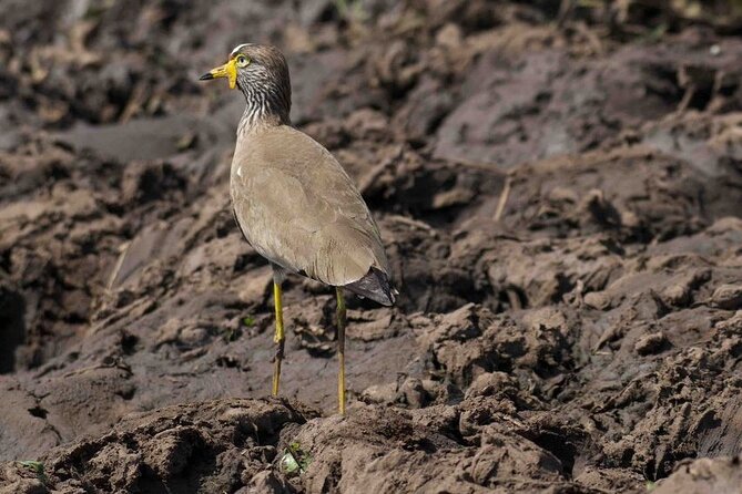 Full Day Private Akagera National Park Safari Tour in Rwanda - Customer Reviews