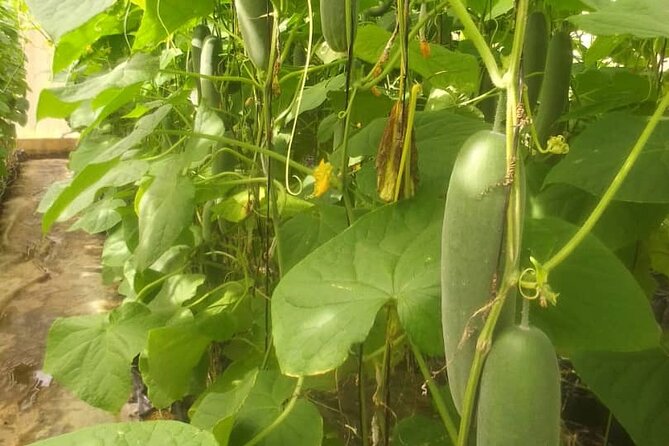Full-Day Private Farm Area Tour - Additional Information