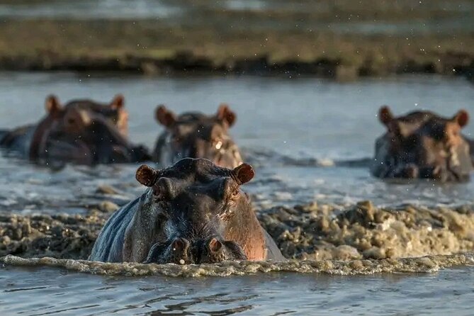 Full Day Private Tour in Chobe - Exclusions