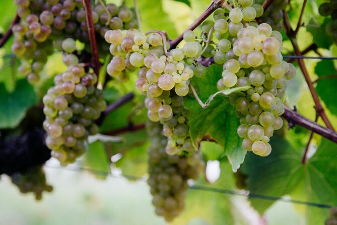 Full Day Private Tour With Txakoli Tasting in Sebastian & Getaria - Cancellation Policy Details
