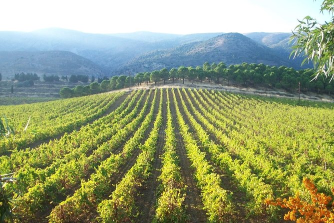 Full-Day Private Wine Tasting Tour to Chateau Musar and Ixsir Winery - Wine Tasting Experience