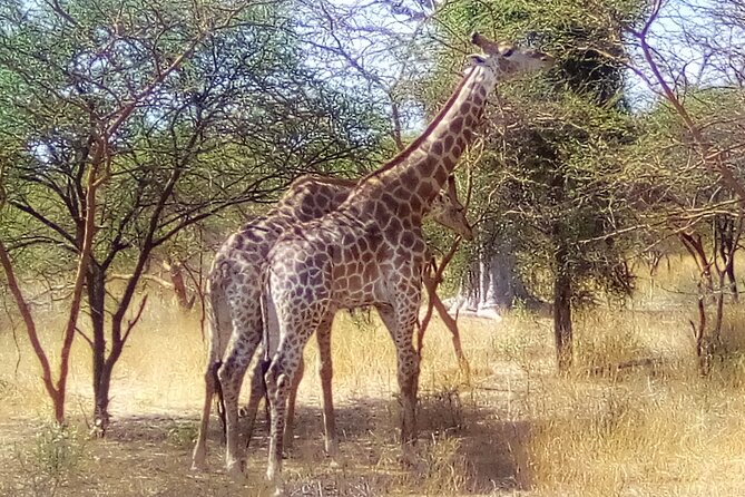 FULL-DAY SAFARI and PINK LAKE TOUR (Minimum 2 Pax) - Cancellation Policy